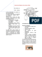 Aula 1 - Anatomia Das Pálpebras J Vias Lacrimais e Órbita