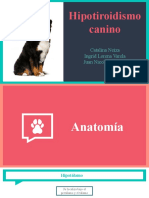 hipotiroidismo canino