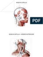 Anatomia Omului - Muschii - Prezentare Interactiva