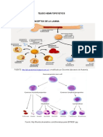 Tejido Hematopoyetico