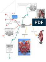 Mapamentalanatomiacorzon 1