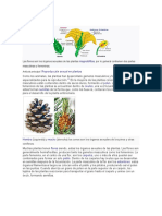 Plantas: Reproducción Sexual en Plantas