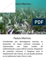 Copia de Pastos Marinos.pptx