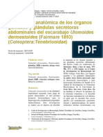 Descripción anatómica de los órganos genitales y glándulas del escarabajo Ulomoides dermestoides