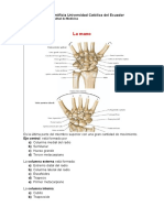 anatomia mano