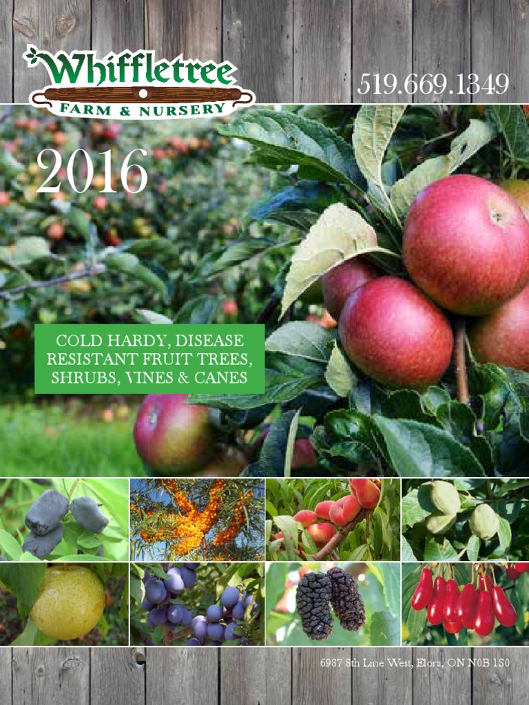 Whiffletree - Catalogue-Hardy Fruit Trees-Automne 2018, PDF, Apple