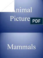 Science- Animal Pictures