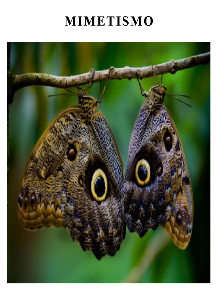 MIMETISMO PDF