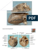 Plastinated Dog Heart Dorsal Section