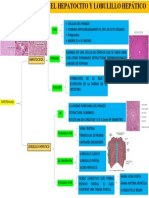 ESQUEMA. Diferencia Entre El Hepatocito y Lobulillo Hepático