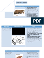 Alur Evolusi Primata