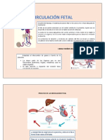 Circulación Fetal