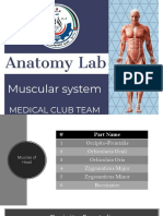 Anatomy Lab Muscular System PDF