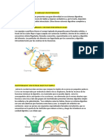 Animales Invertebrados y Vertebrados