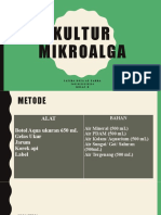 Kultur Mikroalga