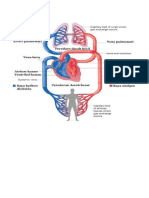 organ pernapasan