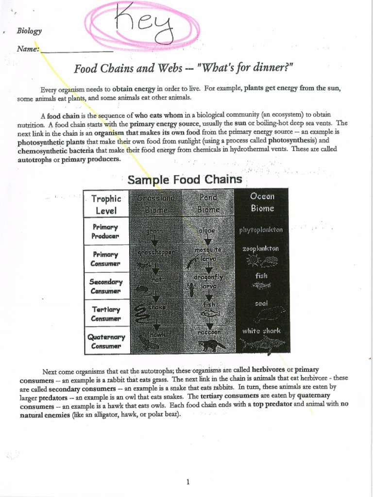 Food Chains and Webs Whats For Dinner KEY2 | PDF, image size:768x1024