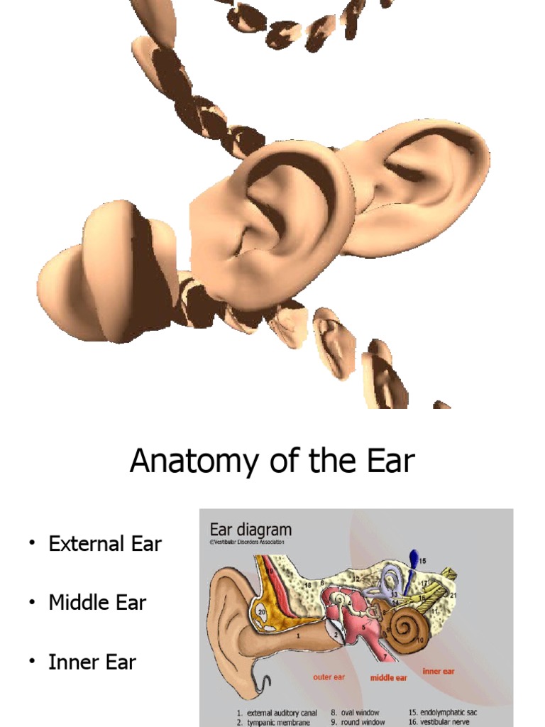 HEALTH ASSESSMENT (Ears) PDF Ear Auditory System