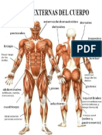 Partes Externas Del Cuerpo Humano