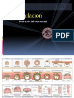 Embriologia SN y SNC (Configuracion Externa-Interna)