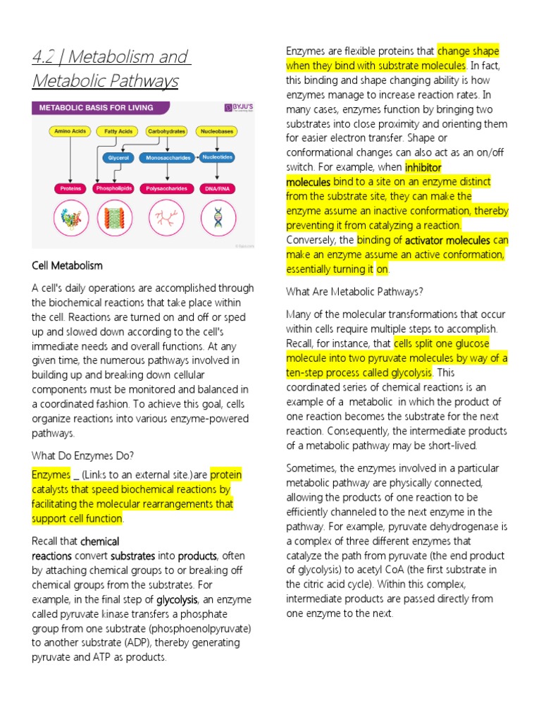 4.2 - Metabolism and Metabolic Pathways | PDF | Metabolic Pathway ...