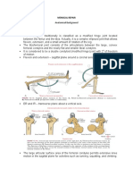 Knee Joint: Anatomical Background