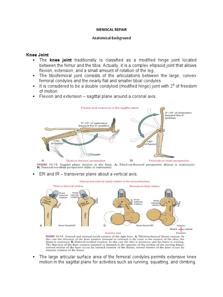 Knee Joint: Anatomical Background | PDF | Knee | Musculoskeletal System