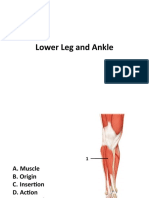 Lower Leg and Ankle.pptx