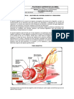 Anatomía sistema digestivo y endocrino