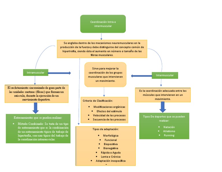 Mapa Conceptual Coordinación Intra e Intermuscular | PDF | Músculo ...