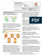 602 Guia 2 Fases de La Mitosis Pregunta