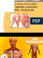 Sistema Muscular