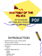 2-Anatomy of The Pelvis