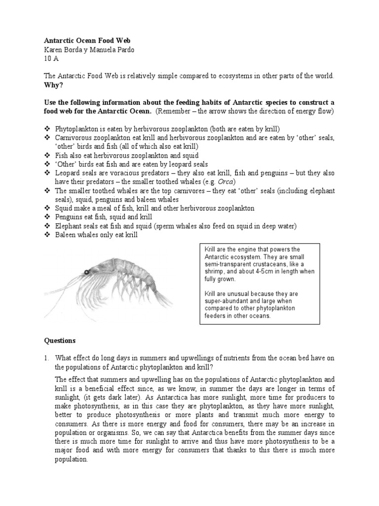 Antarctic Ocean Food  Worksheet PDF Ecology Organisms