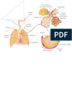 aparato cardiopulmonar