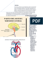 SISTEMA NERVIOSO CENTRAL