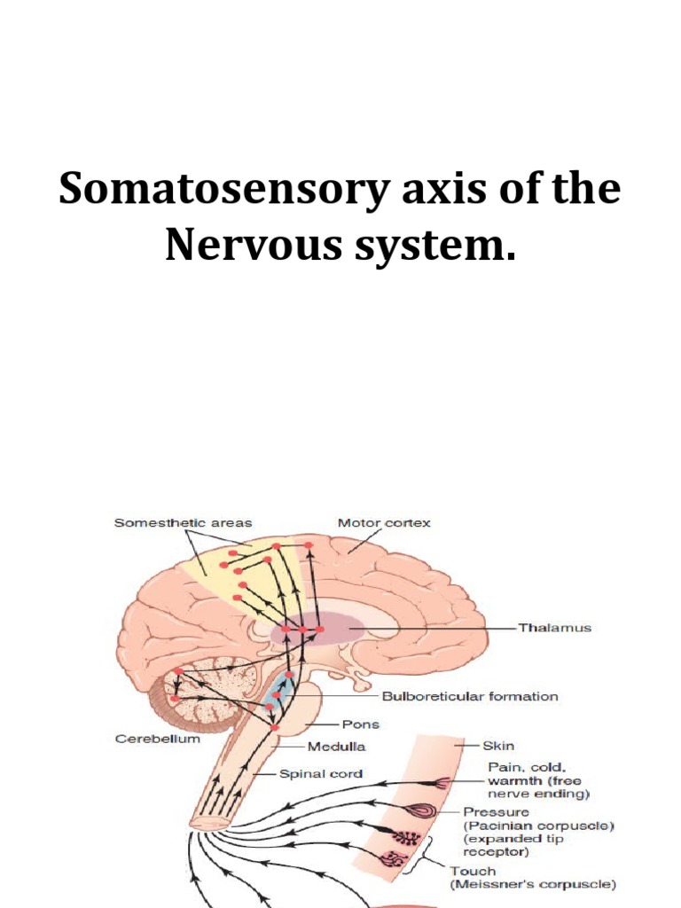 Somatosensory Tracts , Somatosensory Cortex Function and Location – NMDKZN