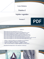 Práctica #2 - Tejidos Vegetales PDF