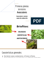 Primeras Plantas Terrestres Avasculares PDF