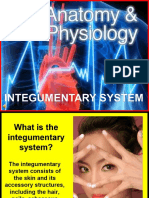 176-Anatomy-Integumentary-System