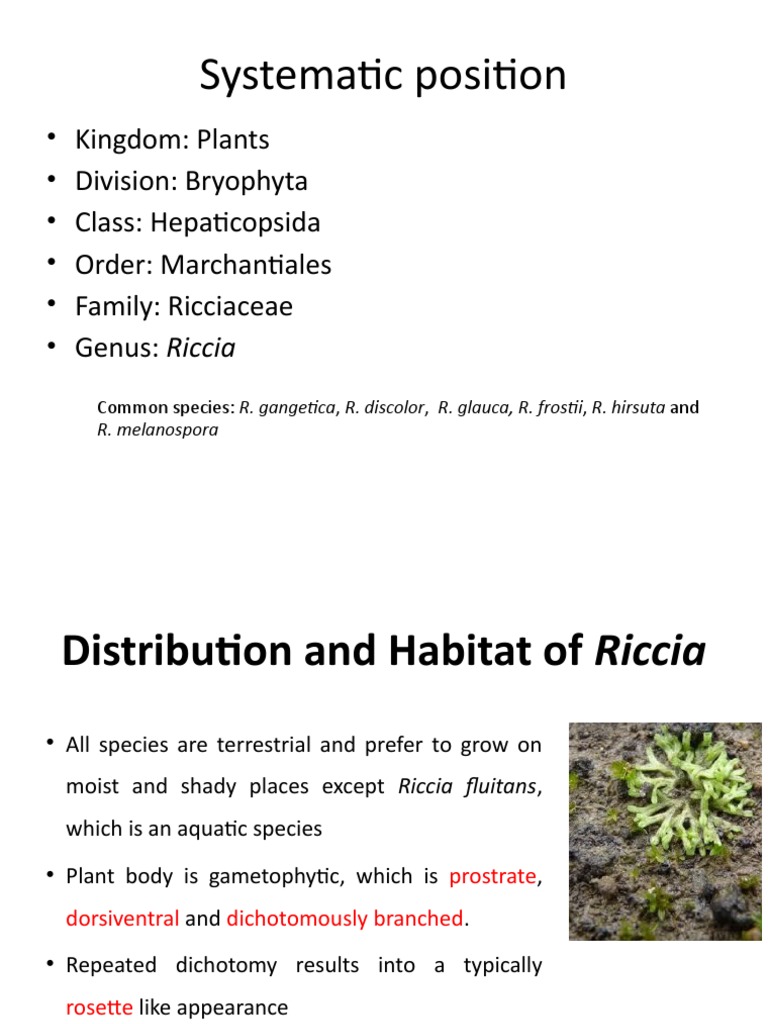 Riccia: Systematic Position and Features | PDF | Spore | Meiosis