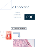 Tejido Endócrino (2° Parte)