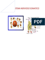 Sistema Nervioso Somático