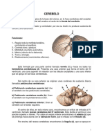 Sistema Nervioso Central. Cerebelo.pdf