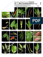 Piphytes R C: P IO Hanguinola A