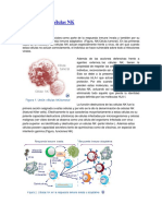 Activación de células NK: receptores y funciones citotóxicas