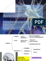 Neurofisiologia básica dos sentidos especiais e gerais