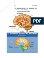 Cómo El Sistema Nervioso Procesa Las Emociones Que Genera Los Conflictos