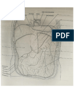 organos anatomy