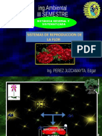 Sistema de Reproduccion de La Flor (18)